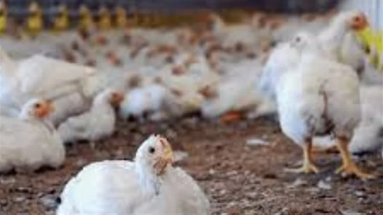 أسعار الدواجن.. استقرار الفراخ البيضاء والبيض عند مستوياتها الحالية في الأسواق المحلية